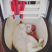 Neige participe au concours pour gagner de l'argent avec cette photo : baby_products, bed, cat, cat_like_mammal, chair, furniture, infant_bed, mammal, product, room, small_to_medium_sized_cats, whiskers
