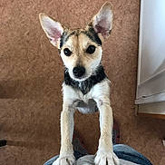 Newton a rejoint le concours — aidez-le/la à gagner de superbes lots ! dog, small_dog, pet, indoor, floor, person, paws, ears, looking_up, curious, standing, canine, fur, animal, companion, cute, domestic, close_up, light, casual