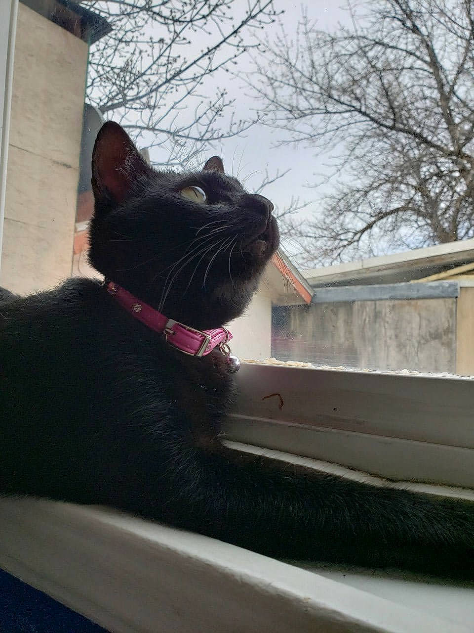 Jiji is registered to the contest to win money with this photo: carnivore, cat, domestic_short_haired_cat, felidae, small_to_medium_sized_cats, snout, tail, whiskers, window