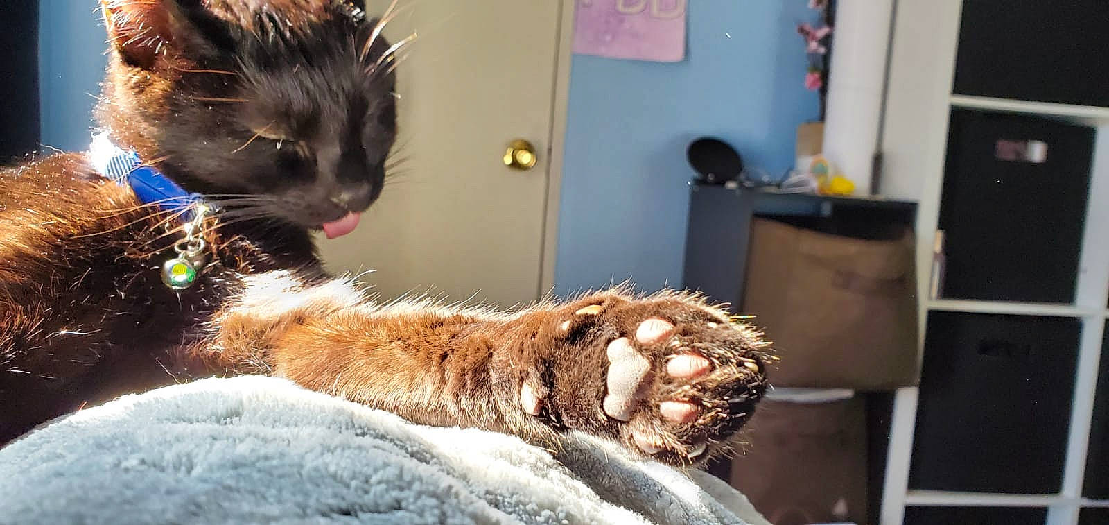 Jiji is registered to the contest to win money with this photo: american_curl, carnivore, cat, claw, domestic_long_haired_cat, domestic_short_haired_cat, dragon_li, european_shorthair, fawn, felidae, fur, maine_coon, mammal, organism, pixie_bob, small_to_medium_sized_cats, snout, tabby_cat, whiskers