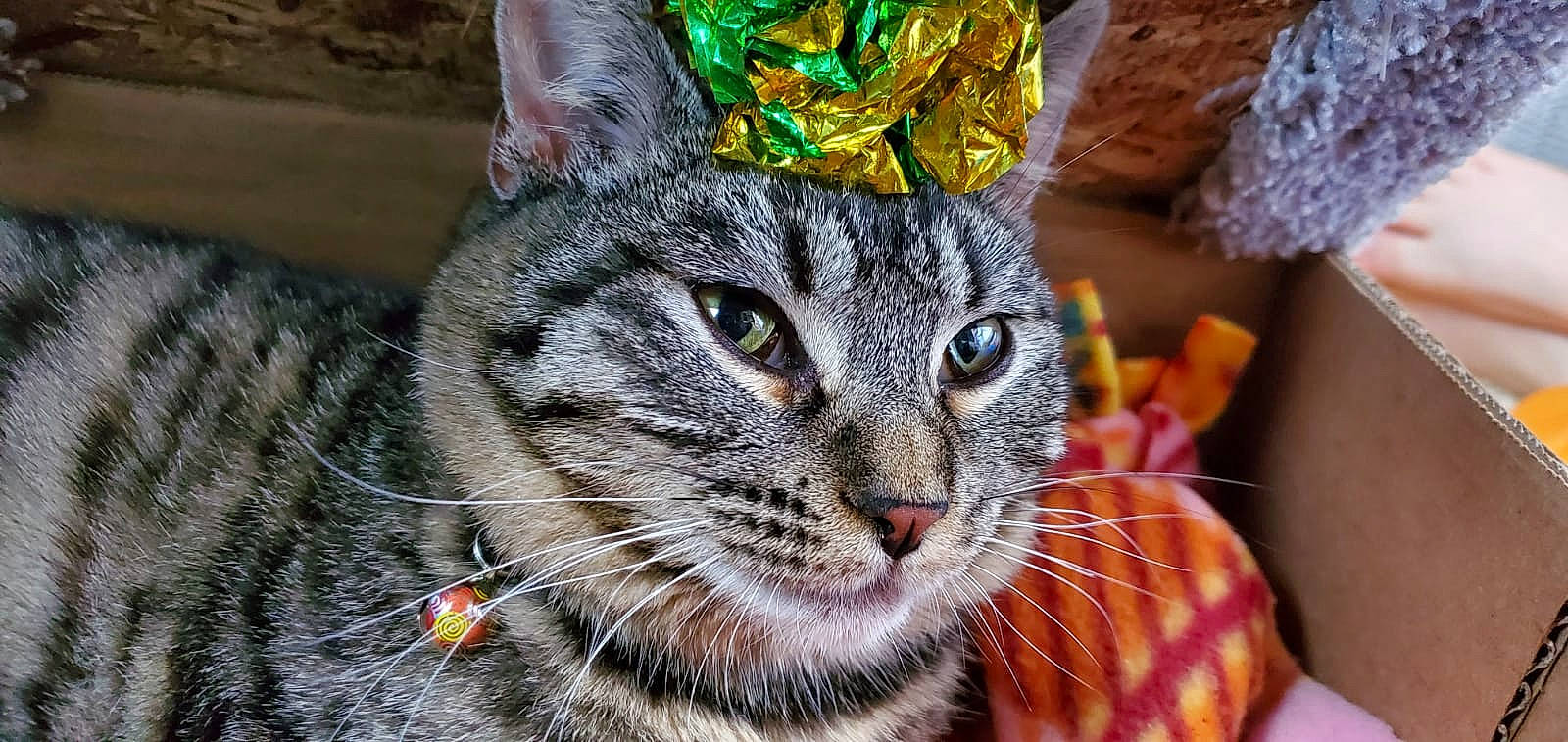 Freya is registered to the contest to win money with this photo: american_shorthair, american_wirehair, asian, australian_mist, california_spangled, carnivore, cat, close_up, domestic_short_haired_cat, dragon_li, european_shorthair, felidae, mammal, pixie_bob, small_to_medium_sized_cats, snout, tabby_cat, toyger, vertebrate, whiskers