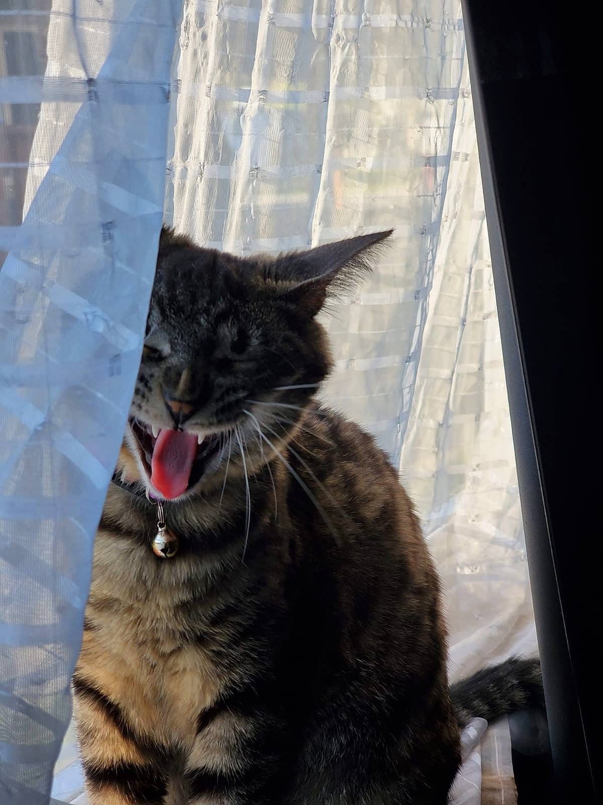 Freya joined the competition — help win amazing prizes! asian, carnivore, cat, domestic_short_haired_cat, european_shorthair, facial_expression, felidae, fur, small_to_medium_sized_cats, snout, tabby_cat, whiskers