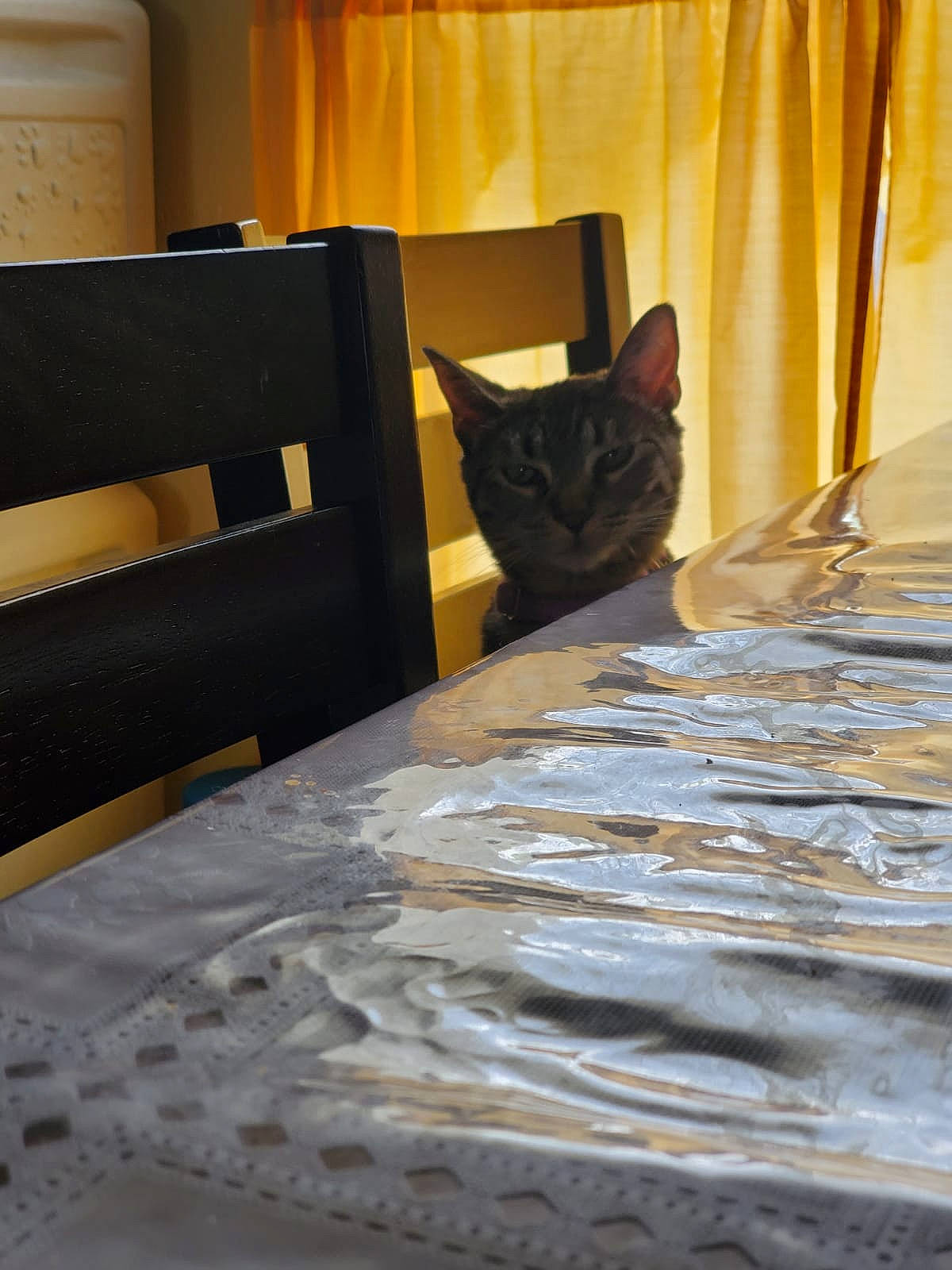 Freya joined the competition — help win amazing prizes! bed, bed_frame, bed_sheet, bedroom, cat, comfort, felidae, floor, flooring, furniture, hardwood, home, interior_design, mattress, room, small_to_medium_sized_cats, table, textile, whiskers, wood