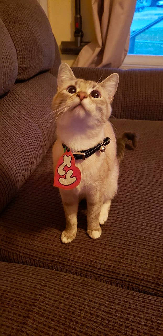 Luna is registered to the contest to win money with this photo: asian, carnivore, cat, ear, fawn, felidae, kitten, mammal, paw, small_to_medium_sized_cats, snout, tail, vertebrate, whiskers