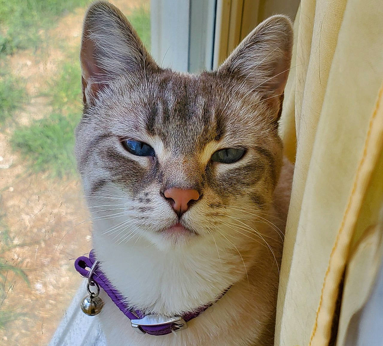 Luna is registered to the contest to win money with this photo: aegean_cat, american_wirehair, asian, australian_mist, carnivore, cat, chausie, domestic_short_haired_cat, european_shorthair, eye, fawn, felidae, mammal, ojos_azules, singapura, small_to_medium_sized_cats, snout, tabby_cat, vertebrate, whiskers