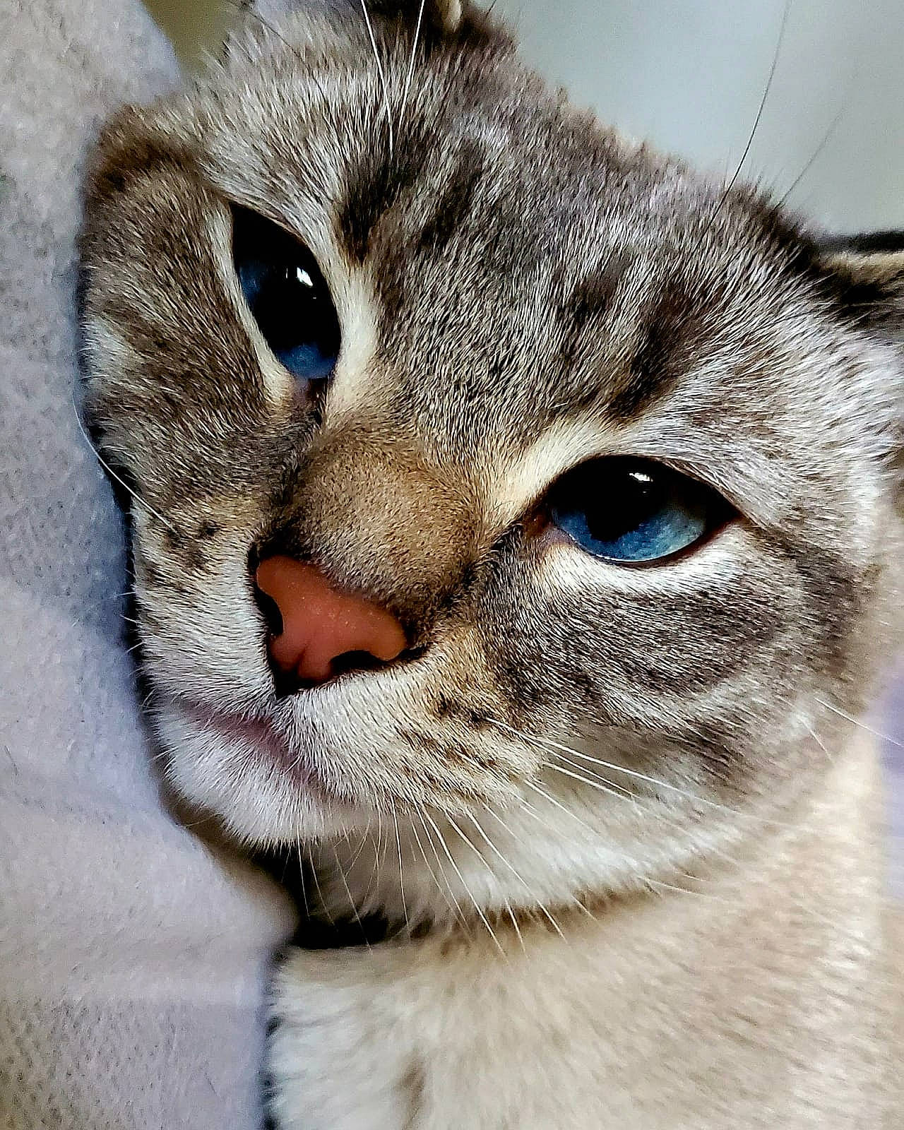 Luna joined the competition — help win amazing prizes! aegean_cat, american_wirehair, asian, carnivore, cat, close_up, domestic_short_haired_cat, ear, european_shorthair, eye, felidae, fur, mammal, nose, singapura, small_to_medium_sized_cats, snout, tabby_cat, vertebrate, whiskers