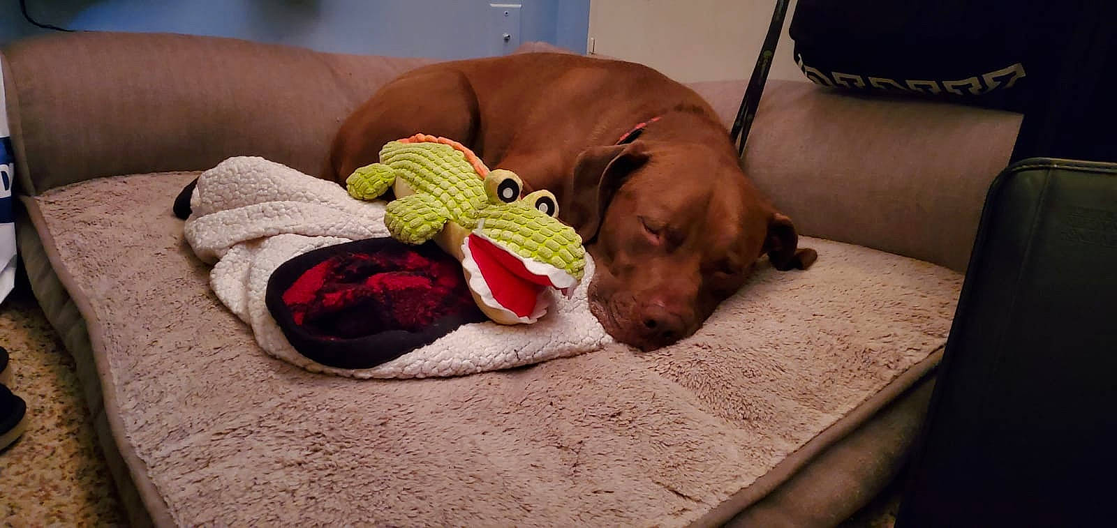 Misha joined the competition — help win amazing prizes! canidae, carnivore, companion_dog, dog, dog_breed, fawn, pointer, puppy, redbone_coonhound, rhodesian_ridgeback, sporting_group, vizsla, weimaraner