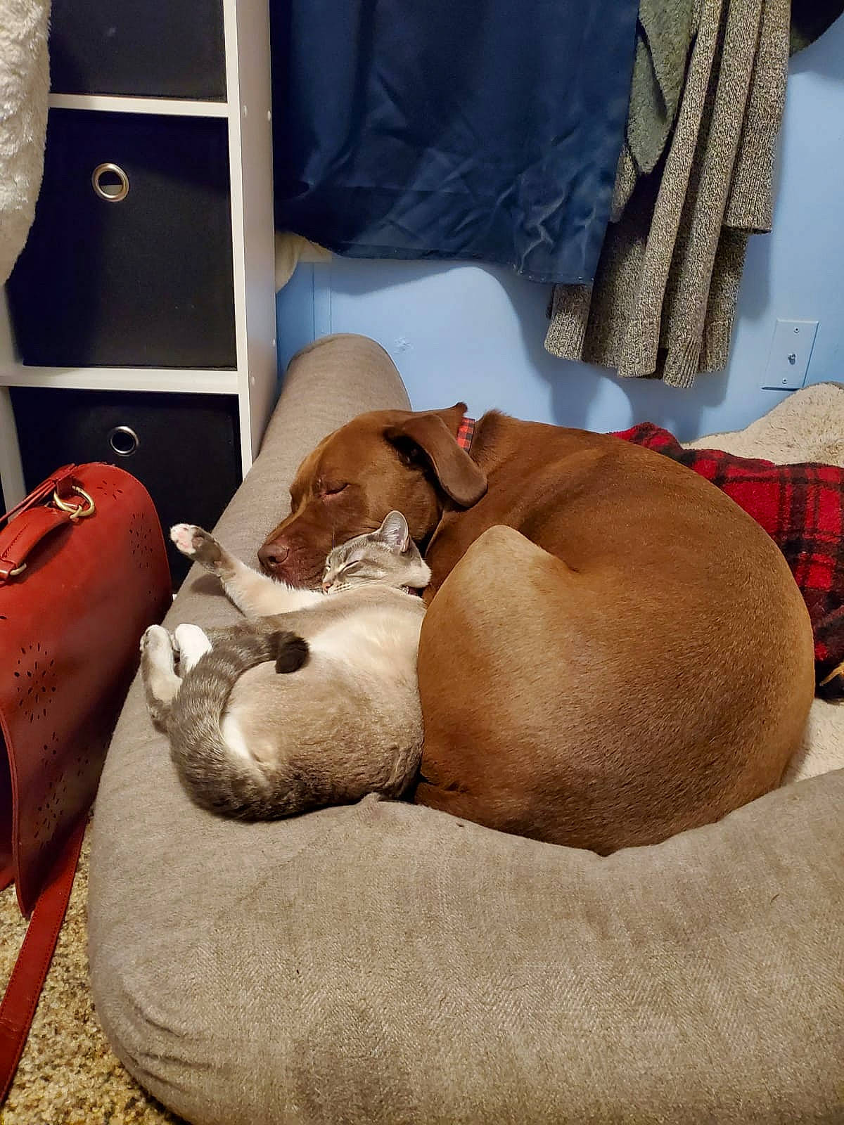 Misha is registered to the contest to win money with this photo: canidae, carnivore, comfort, companion_dog, couch, dog, dog_breed, fawn, nap, sporting_group