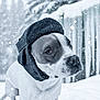 dog, snow, winter, hat, outdoor, pet, animal, cold, fur, white, black, snowfall, nature, cute, portrait, canine, weather, season, muzzle, ears