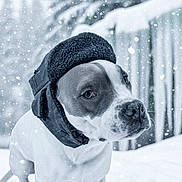 Tater joined the competition — help win amazing prizes! animal, canine, cold, cute, dog, frozen, fur, grey, hat, mammal, nature, outdoor, pet, portrait, season, snow, snowfall, weather, white, winter