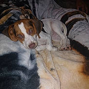 Hershey joined the competition — help win amazing prizes! puppy, dog, blanket, sleeping, cozy, indoor, pet, fur, cute, resting, animal, brown, white, soft, comfort, relaxing, paw, lying_down, home, companion