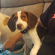 Hershey is registered to the contest to win money with this photo: animal, arm, brown, closeup, collar, companion, couch, cozy, cute, dog, fur, home, indoor, looking, person, pet, puppy, relaxed, sitting, white