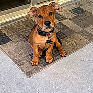 Capone joined the competition — help win amazing prizes! adorable, animal, brown_fur, collar, curious, cute, dog, domestic_animal, door, ears, floor, floppy_ears, looking_up, name_tag, outdoor, pet, puppy, rug, sitting, young_dog