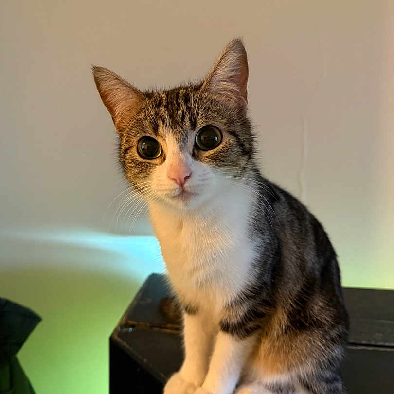 Nala participe au concours pour gagner de l'argent avec cette photo : abyssinian, adult, angora, animal, cat, egyptiancat, kitten, male, man, manx, person, pet