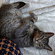 Bud a rejoint le concours — aidez-le/la à gagner de superbes lots ! cat, tabby_cat, pet, feline, green_eyes, whiskers, sleeping, lying_down, relaxed, fluffy_blanket, indoors, close_up, portrait, gray_fur, striped_fur, animal, cozy, home, cuddly, playful