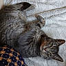 cat, tabby_cat, pet, feline, green_eyes, whiskers, sleeping, lying_down, relaxed, fluffy_blanket, indoors, close_up, portrait, gray_fur, striped_fur, animal, cozy, home, cuddly, playful