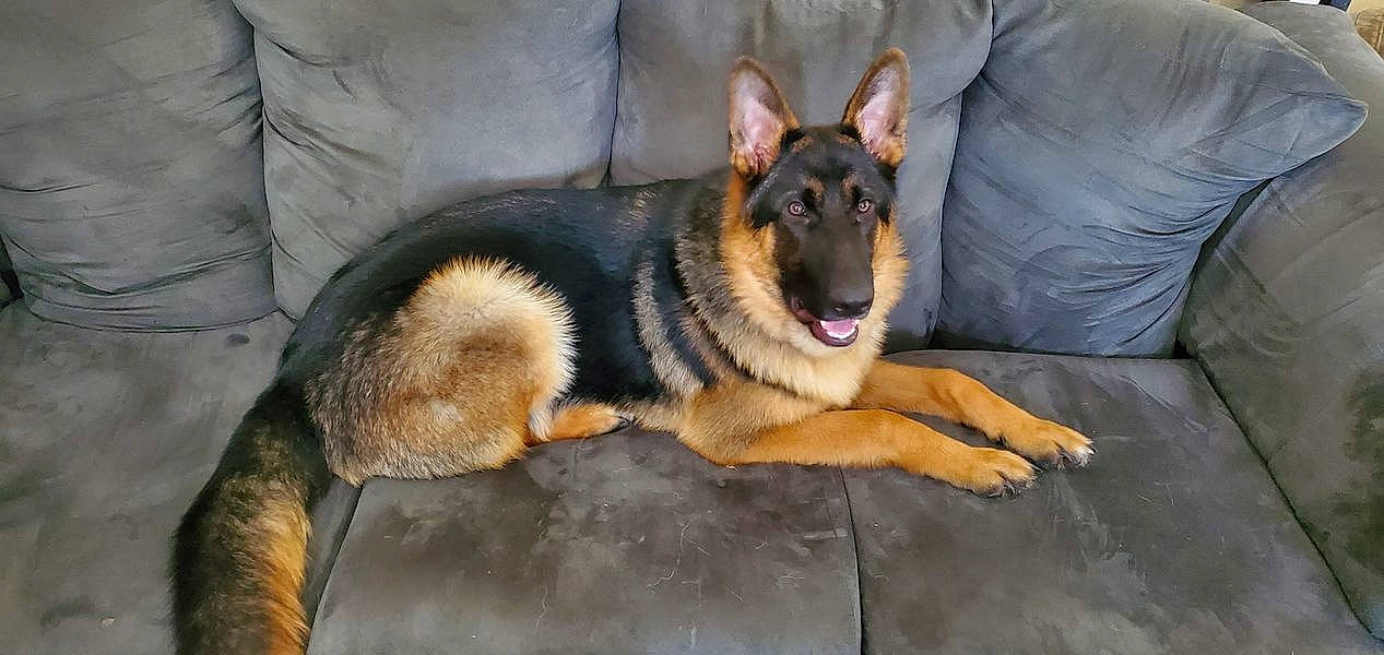 Ruger is registered to the contest to win money with this photo: biting, canidae, carnivore, comfort, companion_dog, couch, dog, dog_breed, east_european_shepherd, fawn, foot, fur, german_shepherd_dog, herding_dog, king_shepherd, old_german_shepherd_dog, paw, sporting_group, terrestrial_animal, working_dog