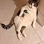 cat, ceramic_tile, chubby, corner, cute, domestic_cat, ears, fur, indoor, leaning, looking_up, paws, pet, portrait, relaxed, tabby, tail, tiled_floor, whiskers, white_fur