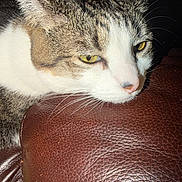 Nadia joined the competition — help win amazing prizes! armrest, cat, close_up, closeup, couch, feline, flash, head, indoor, leather, nighttime, pet, pink_nose, portrait, sleepy, striped_fur, tabby, whiskers, white_fur, yellow_eyes