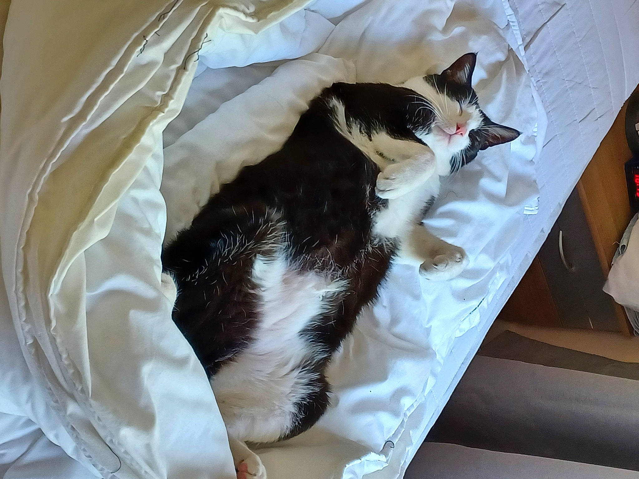 Berlioze a rejoint le concours — aidez-le/la à gagner de superbes lots ! bed, bedding, canidae, carnivore, cat, cat_supply, comfort, domestic_short_haired_cat, duvet, felidae, fur, linens, nap, pet_supply, room, small_to_medium_sized_cats, sporting_group, tail, tree, whiskers