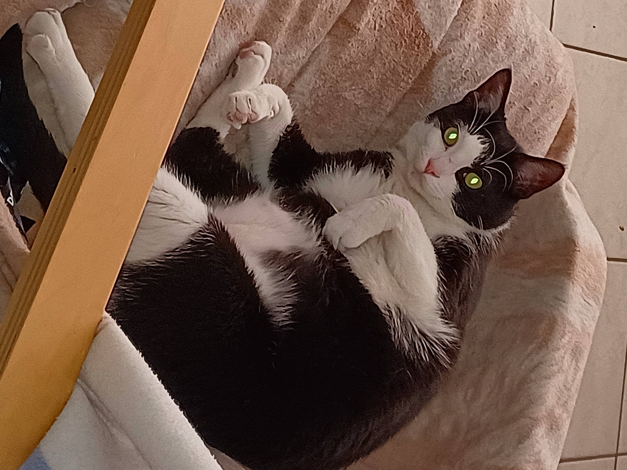 Berlioze a rejoint le concours — aidez-le/la à gagner de superbes lots ! art, bird, carnivore, cat, cat_bed, cat_supply, comfort, domestic_short_haired_cat, fawn, felidae, fur, linens, paper_product, paw, room, small_to_medium_sized_cats, tail, textile, visual_arts, whiskers