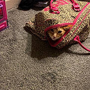 Billy is registered to the contest to win money with this photo: animal, carpet, cat, cloth, corner, cozy, curious, domestic, feline, floor, indoor, leopard_print_bag, orange_cat, pattern, peek, pet, pile_of_clothes, pink_handles, toy_kitchen, zipper