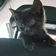 Muffin is registered to the contest to win money with this photo: animal, black_kitten, car_interior, car_seat, cat, close_up, curious, cute, ears, feline, fur, headrest, indoor, kitten, looking_down, pet, small_paw, vehicle, whiskers, young_cat