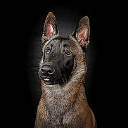 Thygun a rejoint le concours — aidez-le/la à gagner de superbes lots ! alert, animal, black_background, canine, close_up, dog, domestic_animal, ears, face, fur, german_shepherd, intelligent, looking_away, muzzle, pet, portrait, profile, studio, watchful, whiskers