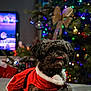 Chloe joined the competition — help win amazing prizes! dog, black_dog, small_dog, pet, christmas_tree, christmas_lights, holiday_decorations, festive_outfit, red_clothing, santa_costume, indoor, cozy, cute, animal, fur, tongue_out, holiday_season, christmas_bow, blurred_background, celebration