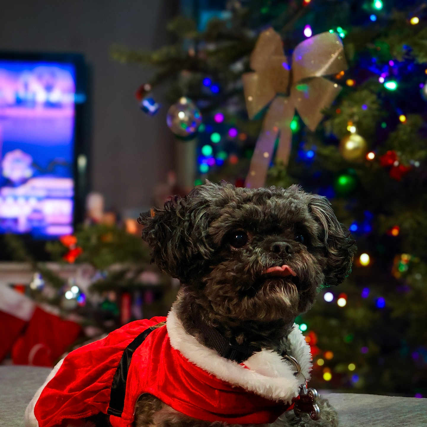 Chloe joined the competition — help win amazing prizes! animal, black_dog, blurred_background, celebration, christmas_bow, christmas_lights, christmas_tree, cozy, cute, dog, festive_outfit, fur, holiday_decorations, holiday_season, indoor, pet, red_clothing, santa_costume, small_dog, tongue_out
