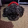 Chloe is registered to the contest to win money with this photo: dog, curly_fur, black_dog, red_sweater, carpet, indoor, pet, lying_down, closeup, cozy, cute, animal, fur, nose, ears, floor, relaxed, domestic_animal, home, portrait