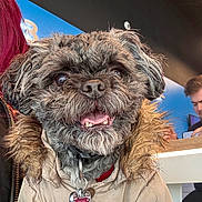 Chloe is registered to the contest to win money with this photo: dog, pet, jacket, fur_collar, indoor, person, red_hair, smiling, tongue_out, collar, tag, face, happy, brown_fur, closeup, seated, background, table, man, casual