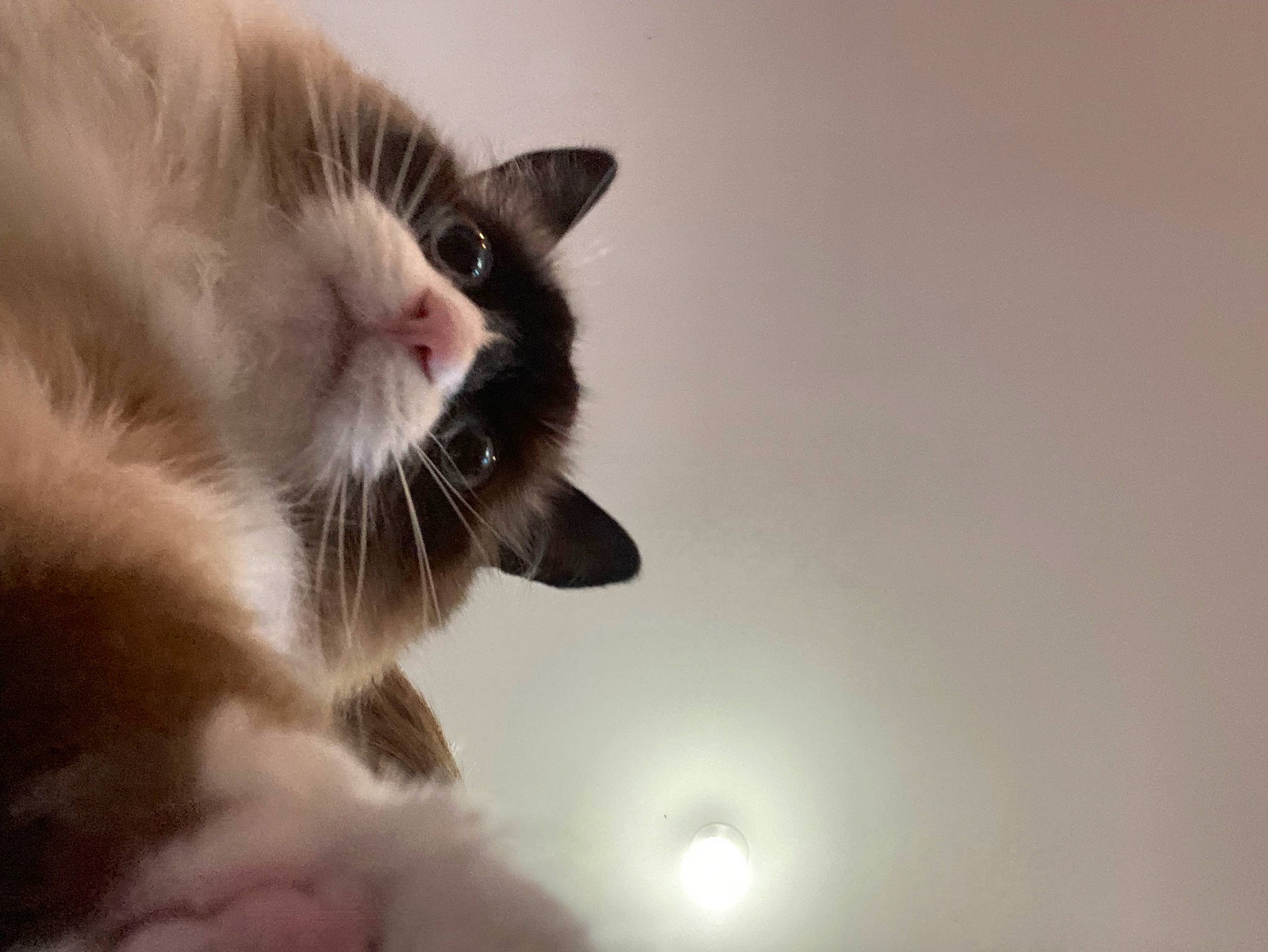 Cannelle a rejoint le concours — aidez-le/la à gagner de superbes lots ! balinese, carnivore, cat, claw, darkness, domestic_short_haired_cat, felidae, flash_photography, fur, macro_photography, paw, sky, small_to_medium_sized_cats, snout, tail, thai, whiskers, window