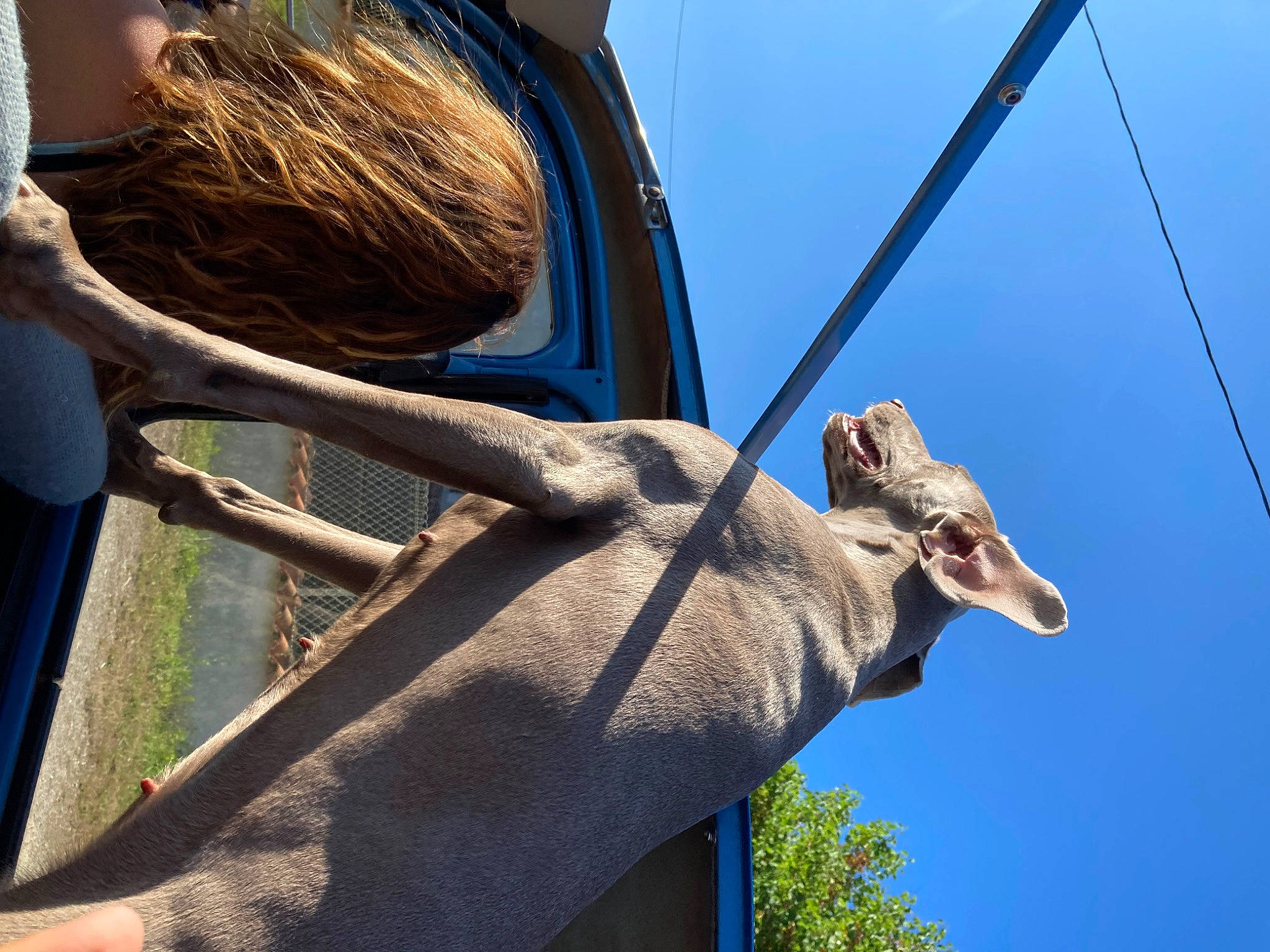 Sienne a rejoint le concours — aidez-le/la à gagner de superbes lots ! antler, art, automotive_wheel_system, elk, fawn, grass, horn, metal, sculpture, sky, snout, terrestrial_animal, tree, trunk, vehicle_door, wildlife, wood