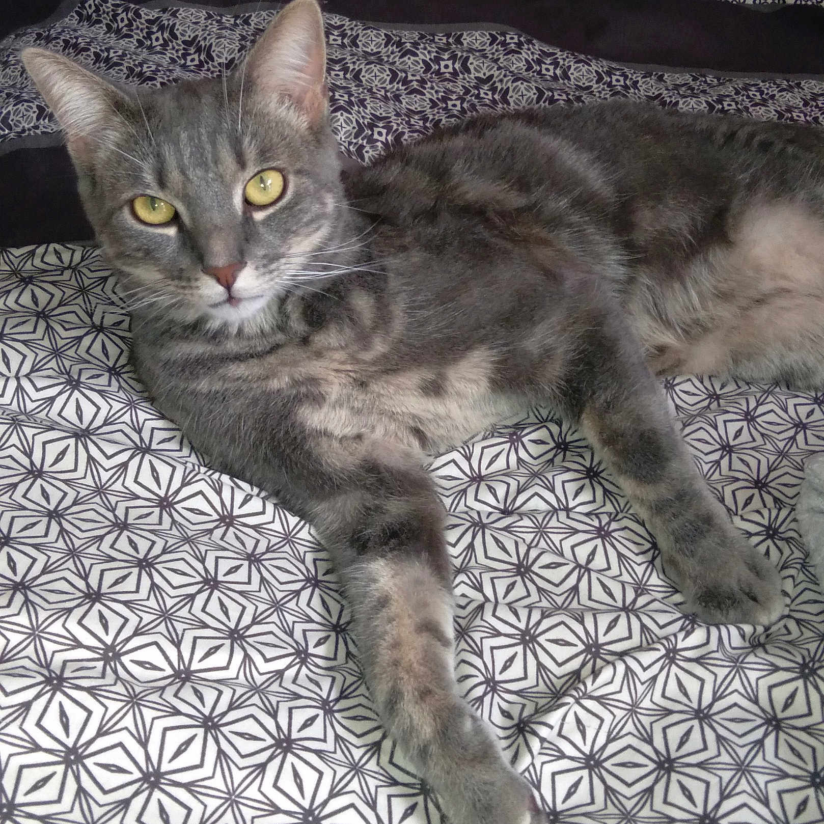 Tom participe au concours pour gagner de l'argent avec cette photo : abyssinian, angora, animal, bed, blanket, cat, couch, cushion, egyptiancat, furniture, homedecor, kitten, manx, person, pet, quilt, slate, sleeping