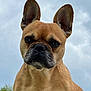 dog, french_bulldog, pet, animal, close_up, portrait, ears, canine, outdoor, sky, cloudy, brown, fur, cute, alert, muzzle, whiskers, expression, head, domestic_animal