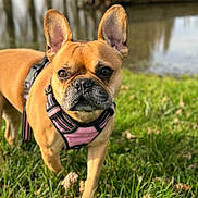 Yumi participe au concours pour gagner de l'argent avec cette photo : dog, french_bulldog, pet, animal, grass, outdoor, nature, pond, water, canine, ears, brown, fur, harness, close_up, daylight, green, curious, grass_field, walk