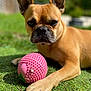 Yumi a rejoint le concours — aidez-le/la à gagner de superbes lots ! dog, french_bulldog, pet, grass, toy, pink_ball, outdoor, sunlight, paw, animal, mammal, closeup, playful, brown, ears, snout, face, nature, cute, focused