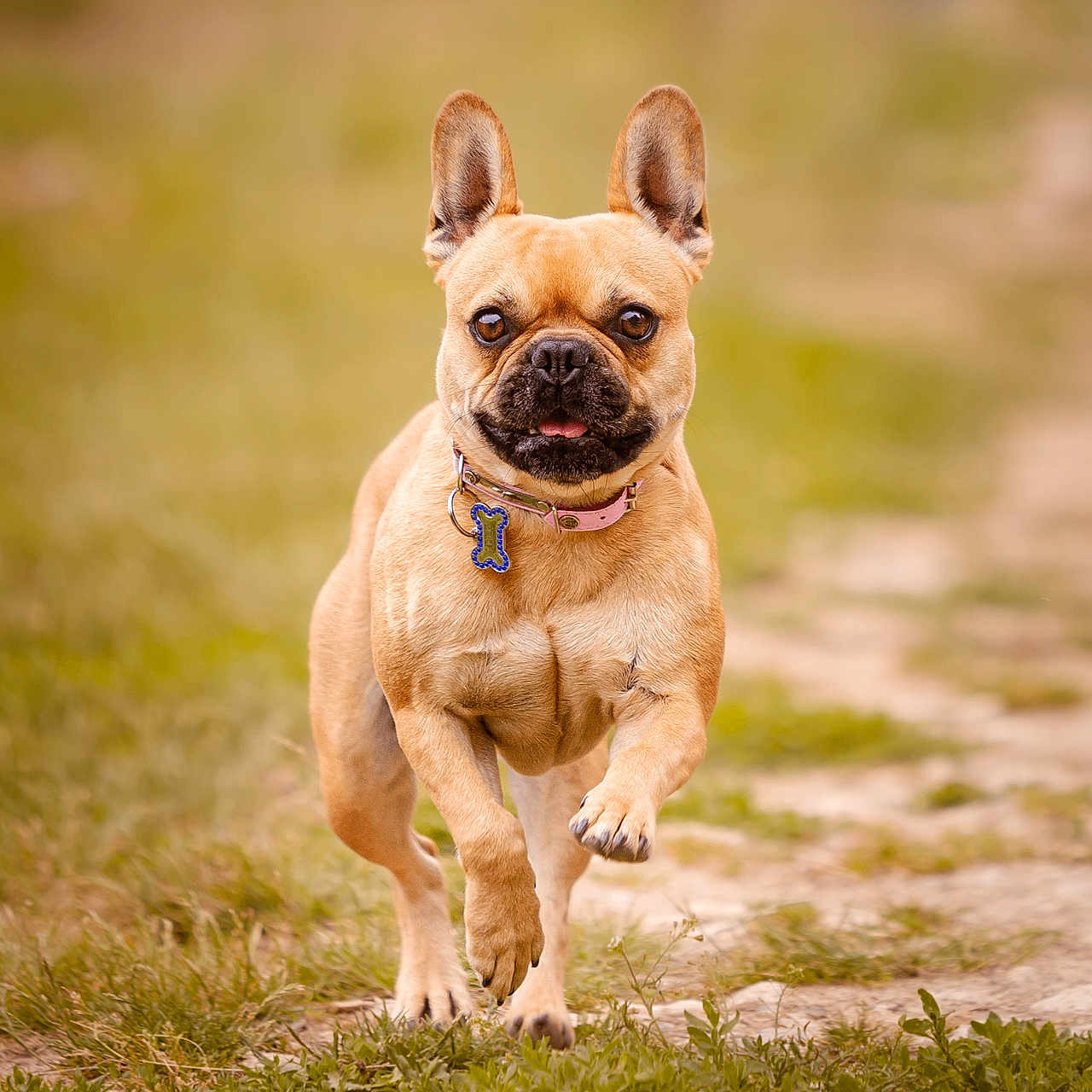 Yumi a rejoint le concours — aidez-le/la à gagner de superbes lots ! animal, brown_dog, canine, collar, cute, daylight, dog, energetic, field, french_bulldog, grass, mammal, nature, outdoor, path, pet, playing, running, tongue_out, walking