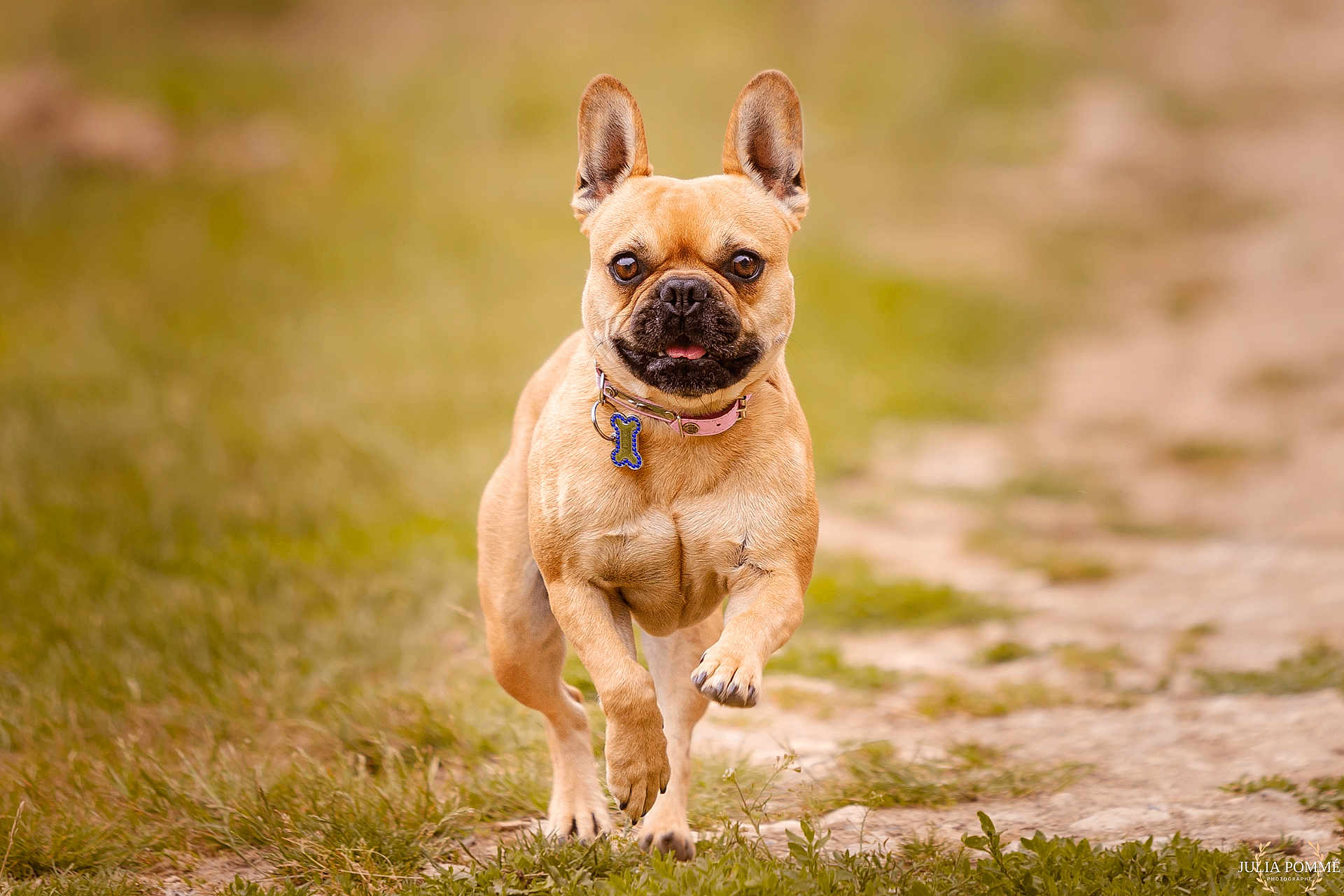 Yumi a rejoint le concours — aidez-le/la à gagner de superbes lots ! dog, french_bulldog, running, outdoor, grass, path, pet, animal, cute, collar, tongue_out, brown_dog, playing, nature, mammal, walking, daylight, canine, energetic, field
