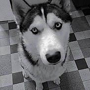 Vanille participe au concours pour gagner de l'argent avec cette photo : dog, husky, pet, animal, black_and_white, close_up, floor, tile_floor, shoe, sneaker, looking_up, ears, fur, indoor, curious, attentive, portrait, canine, companion, paw