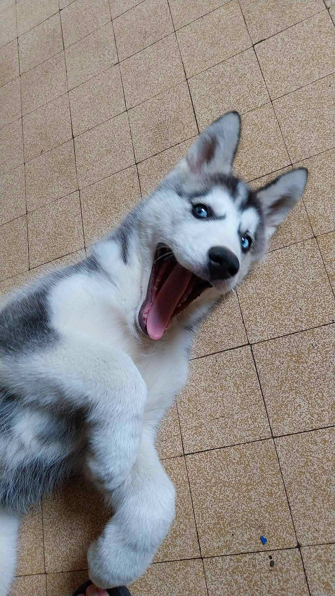 Vanille participe au concours pour gagner de l'argent avec cette photo : carnivore, collar, companion_dog, dog, dog_breed, dog_collar, fang, fawn, foot, fur, grey, paw, siberian_husky, sled_dog, snout, sporting_group, tail, whiskers, working_animal, working_dog