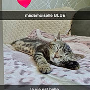 Blue a rejoint le concours — aidez-le/la à gagner de superbes lots ! cat, kitten, sleeping, tabby, blanket, bed, heart_emoji, text_overlay, indoor, cozy, resting, cute, pet, feline, fur, pattern, soft, comfort, relaxation, animal