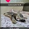 cat, kitten, sleeping, tabby, blanket, bed, heart_emoji, text_overlay, indoor, cozy, resting, cute, pet, feline, fur, pattern, soft, comfort, relaxation, animal