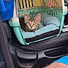 Blue participe au concours pour gagner de l'argent avec cette photo : kitten, cat, pet_carrier, car_interior, seat, cushion, animal, tabby, feline, cozy, travel, transport, soft_bed, curious, young_cat, domestic_cat, indoor, vehicle, human_leg, blue_clothing