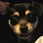 Ace is registered to the contest to win money with this photo: dog, pet, close_up, black, tan, face, portrait, collar, animal, canine, ears, eyes, snout, dark_background, indoor, photo_screenshot, gallery, thumbnail_strip, mobile_phone, low_light