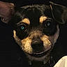 dog, pet, close_up, black, tan, face, portrait, collar, animal, canine, ears, eyes, snout, dark_background, indoor, photo_screenshot, gallery, thumbnail_strip, mobile_phone, low_light