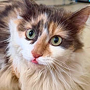 Stormy joined the competition — help win amazing prizes! cat, calico, green_eyes, fluffy, whiskers, pet, indoor, curious, close_up, animal, feline, cute, tongue_out, face, fur, domestic_cat, looking, alert, soft_light, portrait