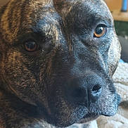 Seiko participe au concours pour gagner de l'argent avec cette photo : animal, black, brindle, brown, canine, close_up, cozy, dog, expression, eyes, face, fur, indoor, looking, nostrils, pet, portrait, snout, soft_light, whiskers