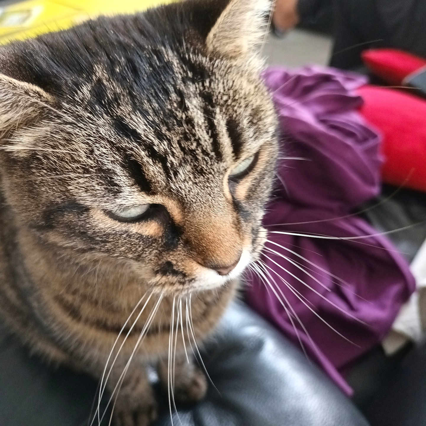 Jade participe au concours pour gagner de l'argent avec cette photo : animal, blurred_background, cat, close_up, cozy, domestic_cat, ears, eyes, face, fur, furniture, house, indoor, leather, nose, pet, purple_fabric, sitting, tabby_cat, whiskers